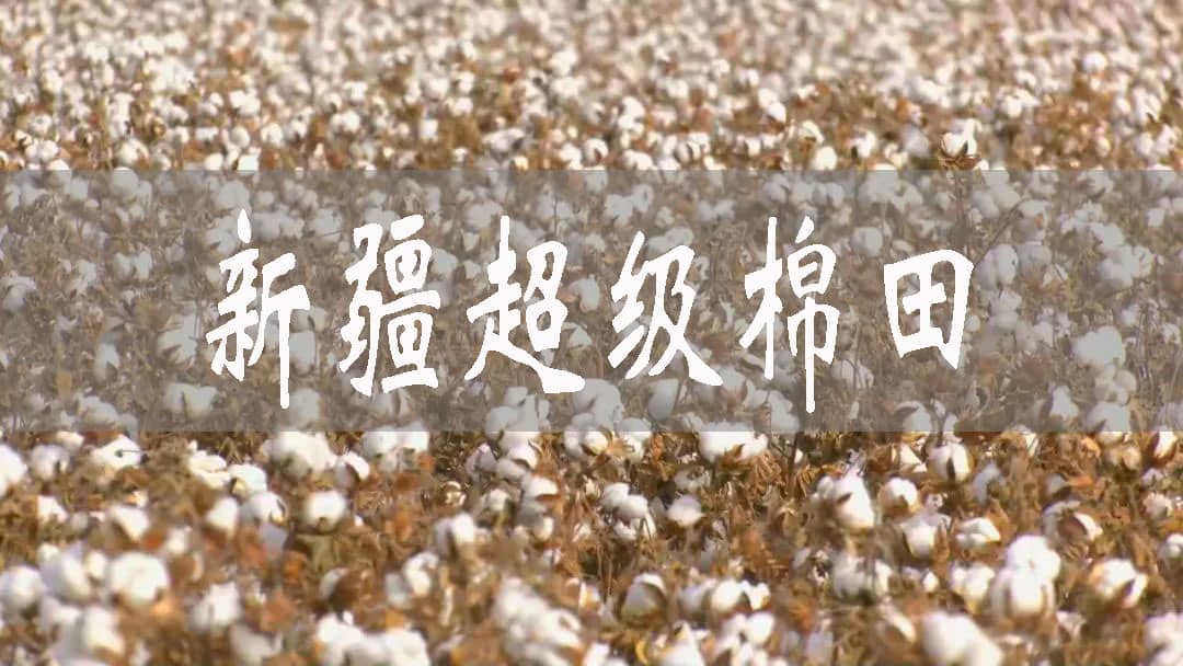 新疆“超級(jí)棉田”案例為何在全球分享