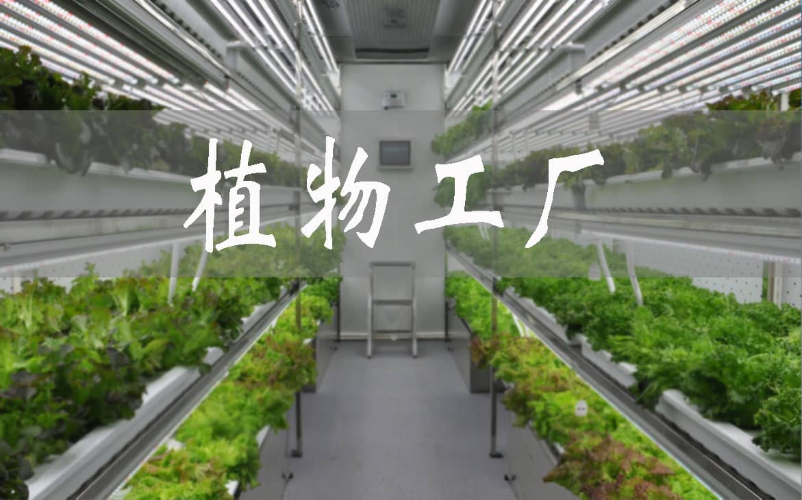 利辛：蔬菜大棚升級“植物工廠”