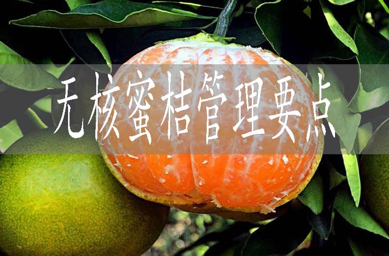 無核蜜桔的五個管理要點