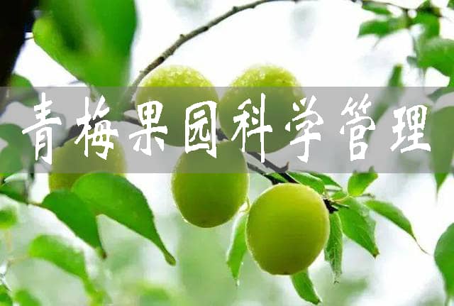 青梅果園如何科學管理
