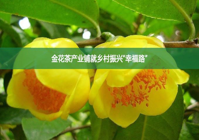金花茶產(chǎn)業(yè)鋪就鄉(xiāng)村振興“幸福路”