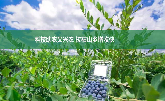 科技助農(nóng)又興農(nóng) 拉祜山鄉(xiāng)增收快