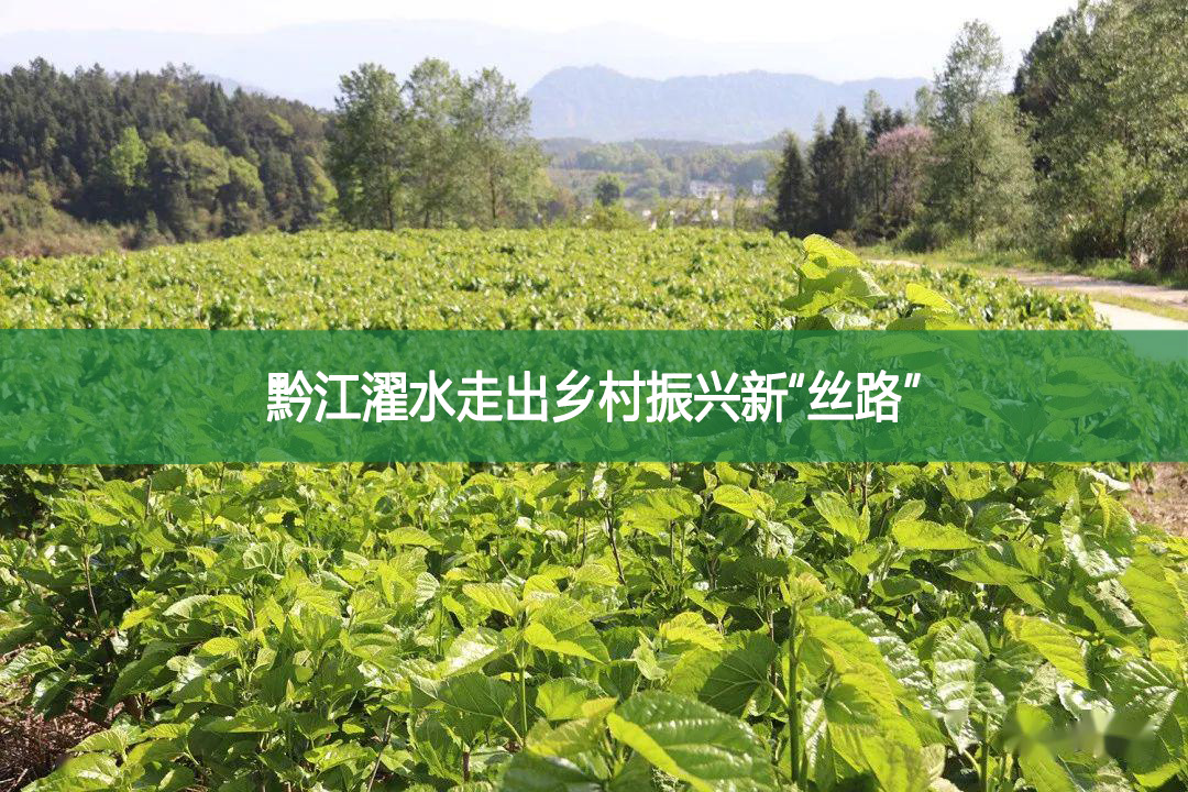 黔江濯水走出鄉(xiāng)村振興新“絲路”
