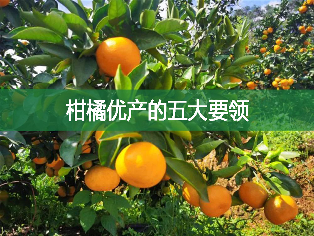 柑橘優(yōu)產(chǎn)的五大要領(lǐng)