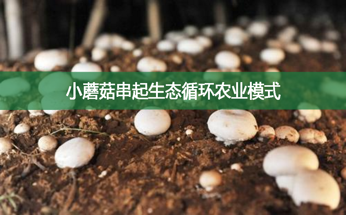小蘑菇串起生態循環農業模式