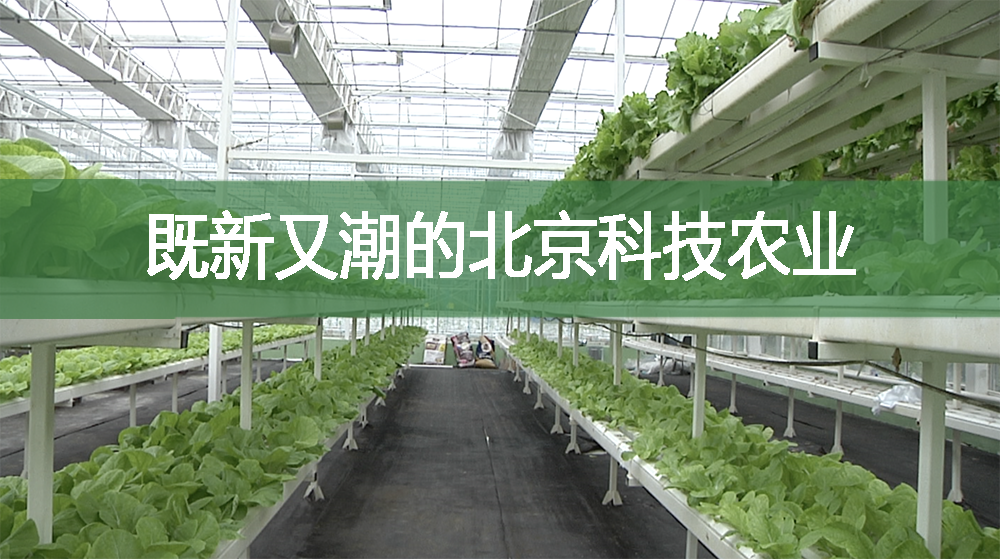 既新又潮的北京科技農業