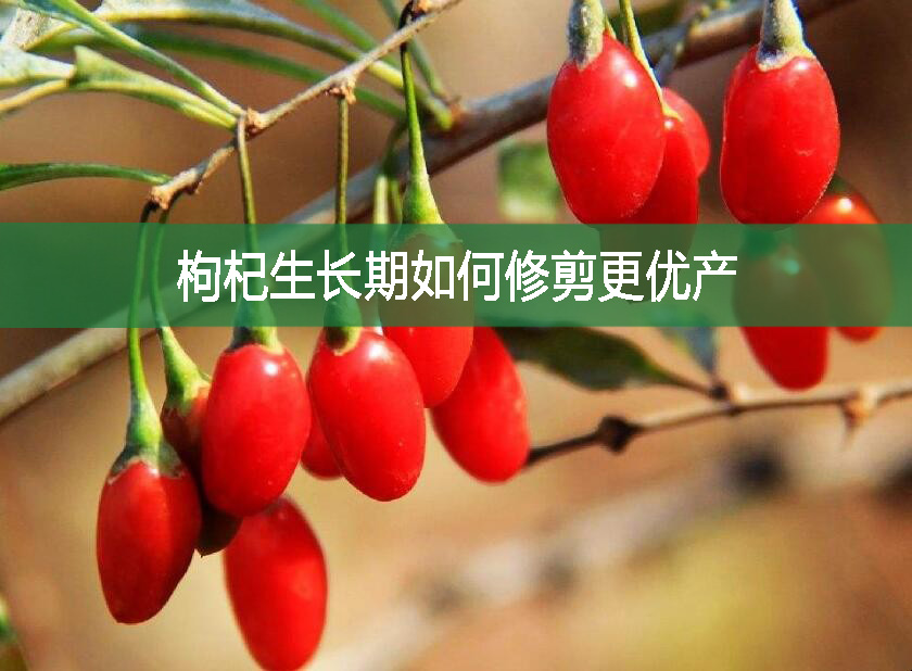 枸杞生長期如何修剪更優(yōu)產(chǎn)