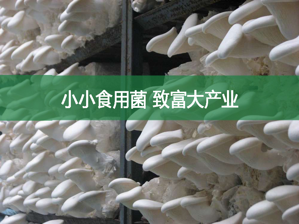 小小食用菌 致富大產業
