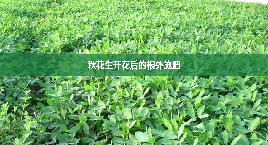 秋花生開(kāi)花后的根外施肥