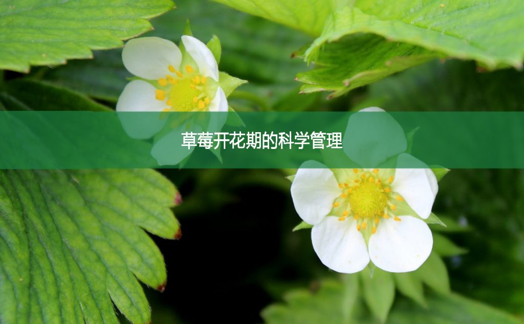 草莓開花期的科學管理