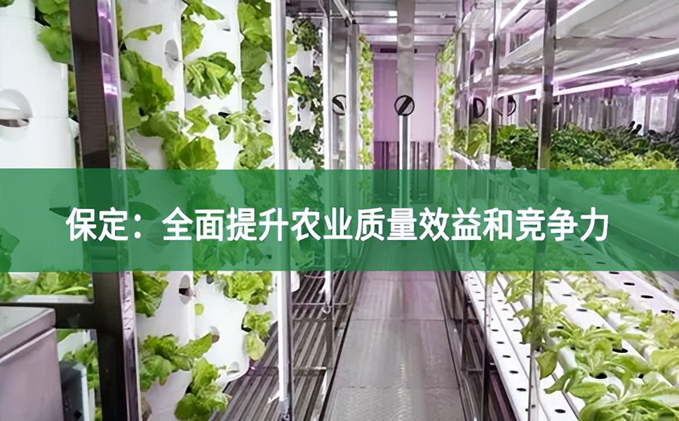 保定:全面提升農(nóng)業(yè)質(zhì)量效益和競(jìng)爭(zhēng)力