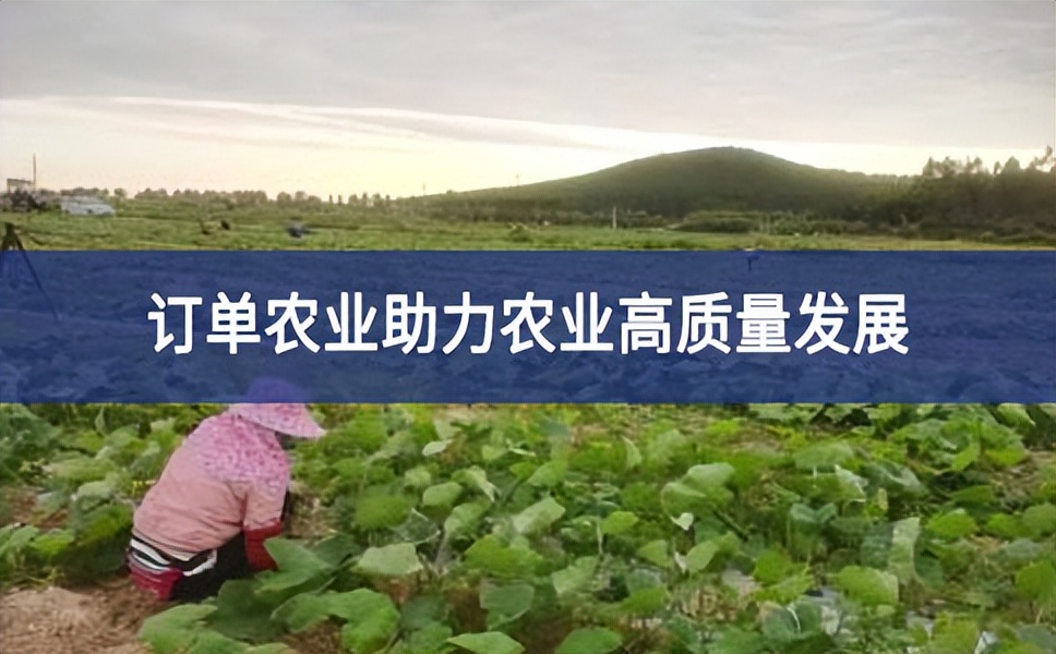 訂單農(nóng)業(yè)好“錢景”，助力臺山農(nóng)業(yè)高質(zhì)量發(fā)展