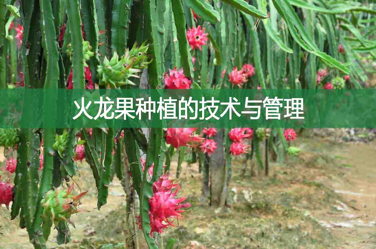 火龍果種植的技術與管理