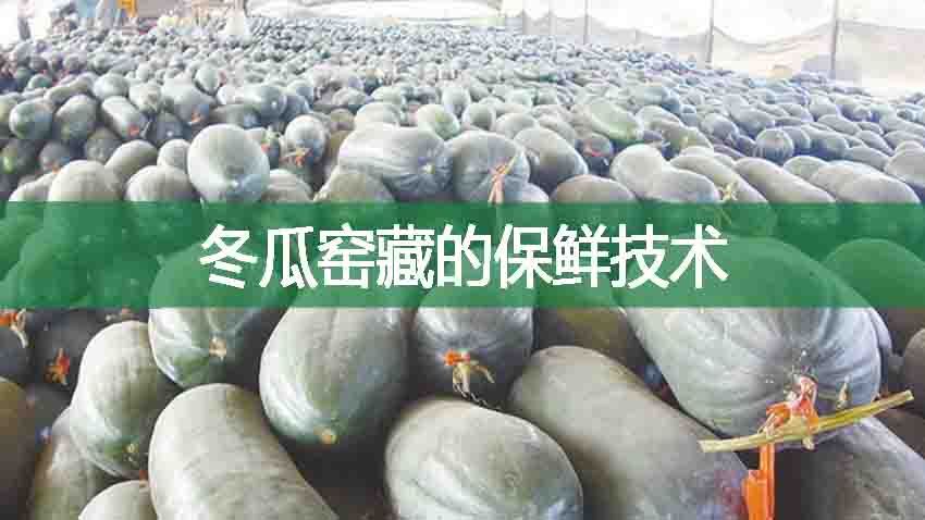冬瓜窯藏的保鮮技術(shù)