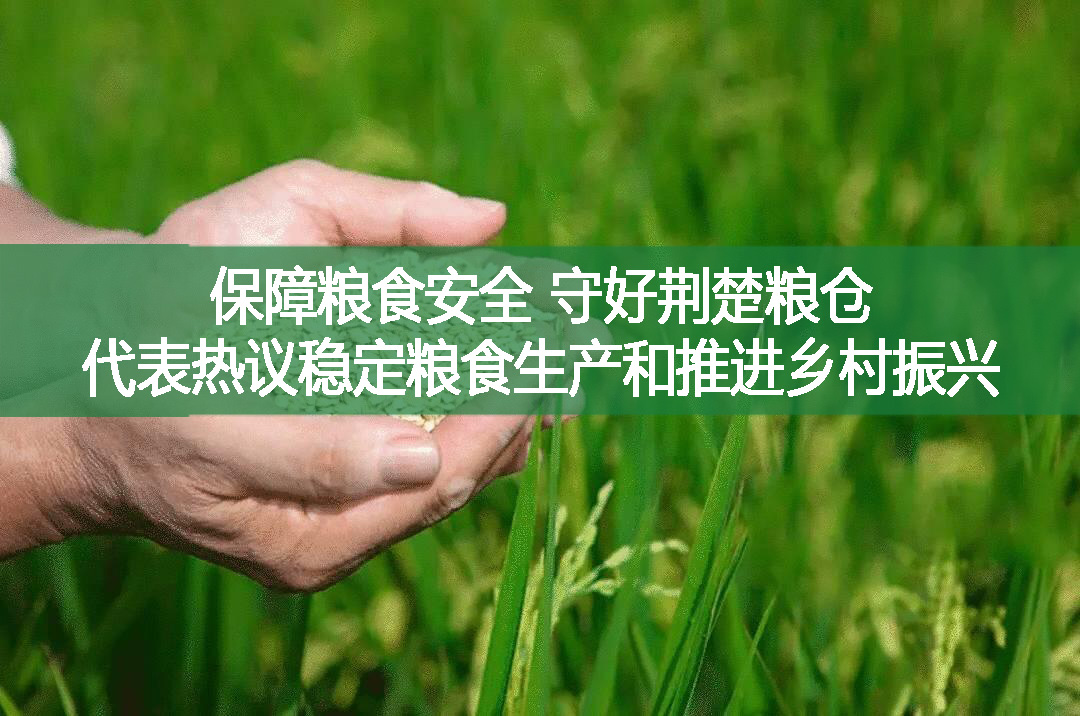 保障糧食安全 守好荊楚糧倉——代表熱議穩定糧食生產和推進鄉村振興