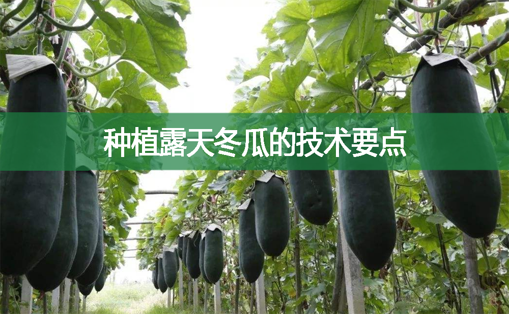 種植露天冬瓜的技術(shù)要點