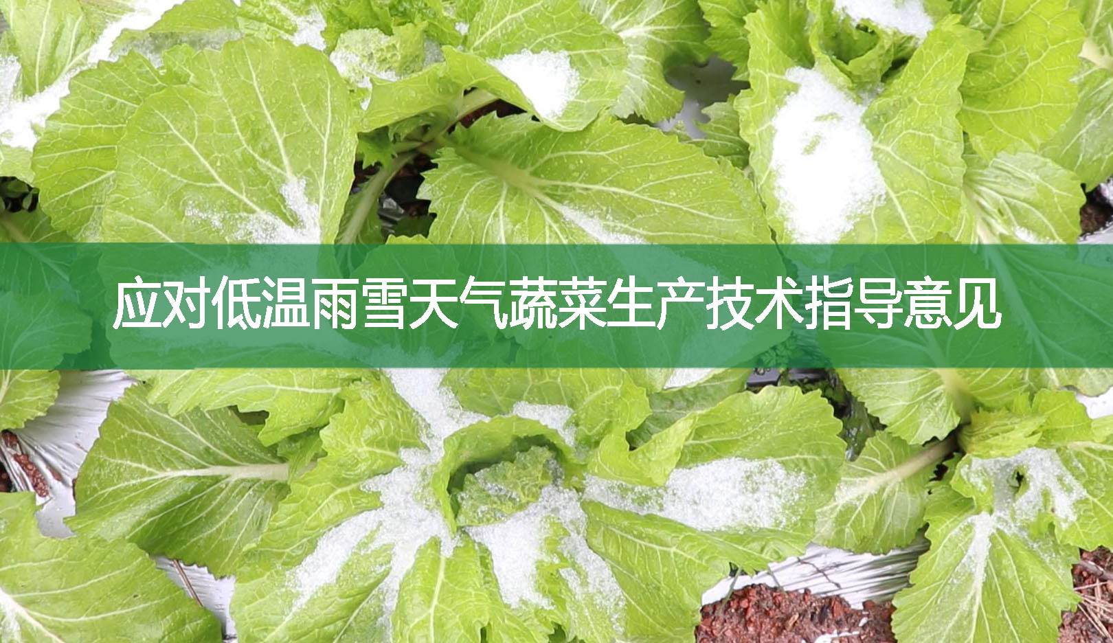應對低溫雨雪天氣蔬菜生產(chǎn)技術(shù)指導意見