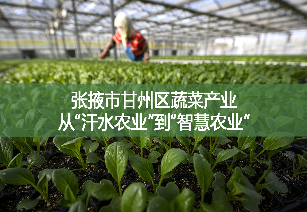 張掖市甘州區蔬菜產業從“汗水農業”到“智慧農業”