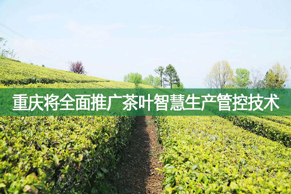 重慶將全面推廣茶葉智慧生產管控技術