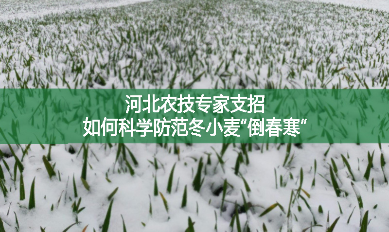 河北農(nóng)技專家支招：如何科學(xué)防范冬小麥“倒春寒”