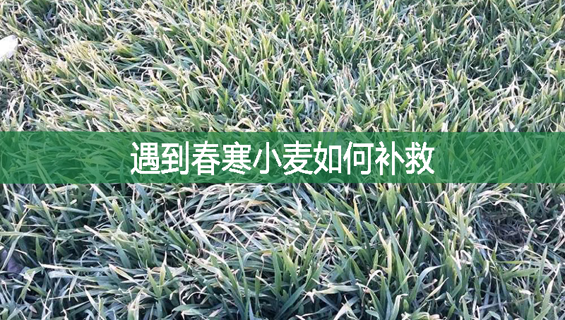 遇到春寒小麥如何補救