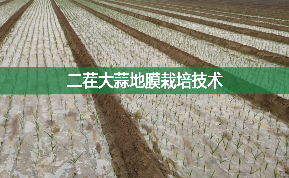 二茬大蒜地膜栽培技術