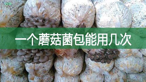一個(gè)蘑菇菌包能用幾次