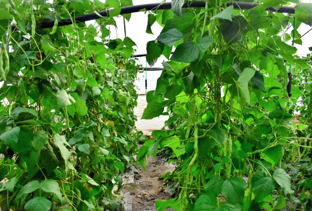豆角種植