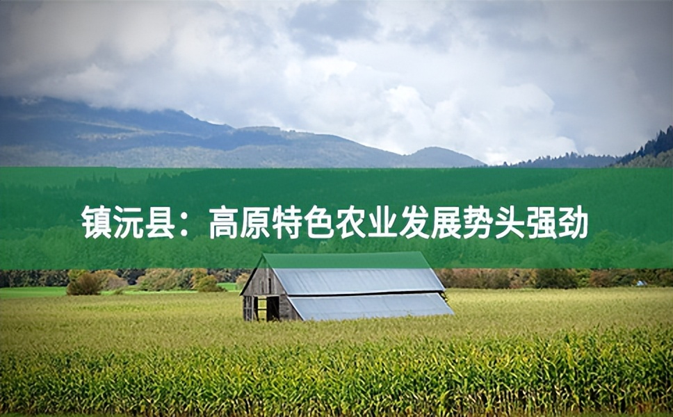 鎮沅縣：高原特色農業發展勢頭強勁