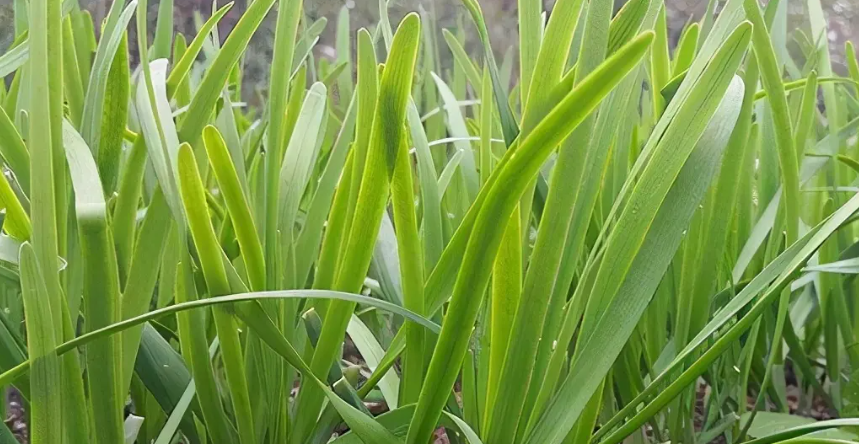 韭菜種植