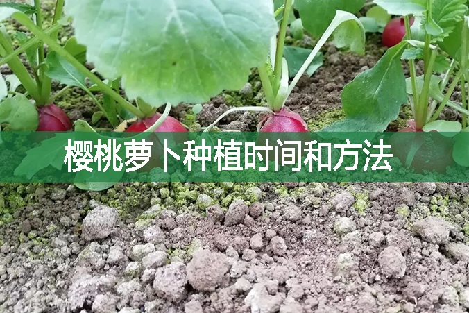 櫻桃蘿卜種植時(shí)間和方法