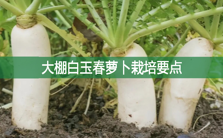 大棚白玉春蘿卜栽培要點(diǎn)