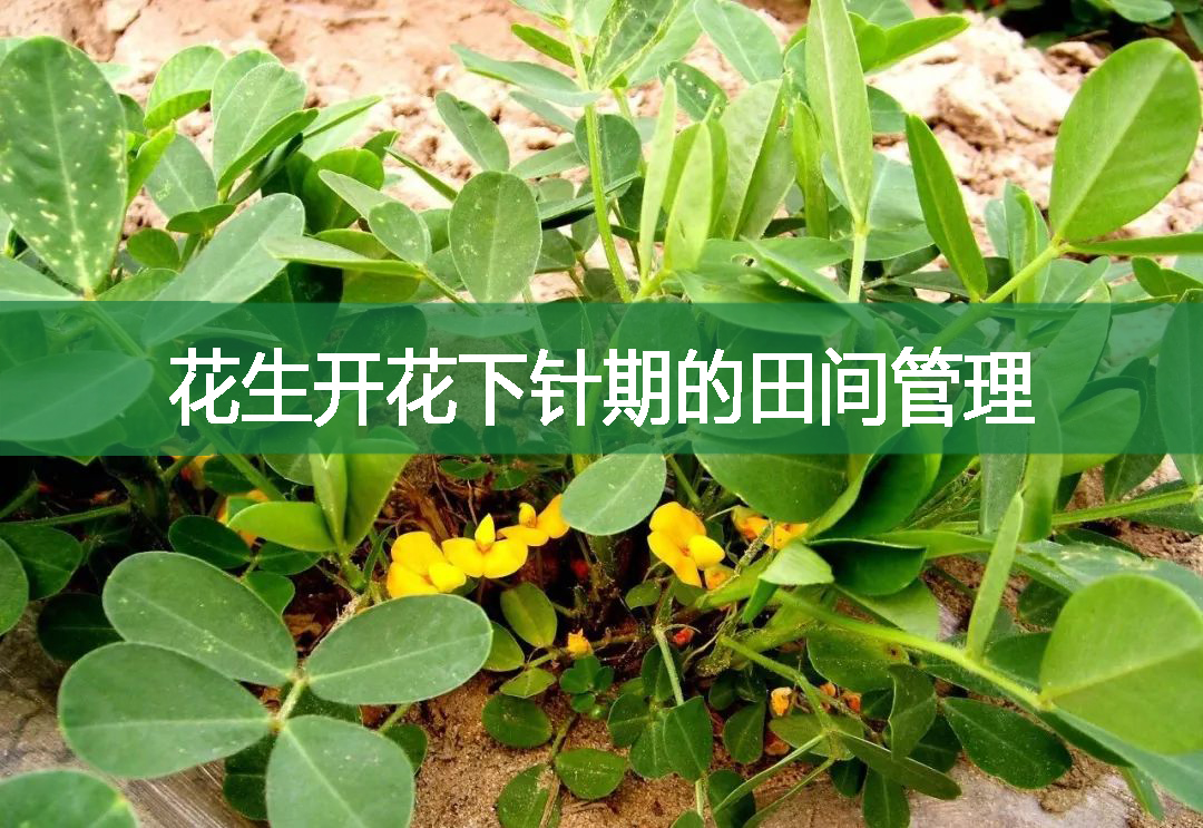 花生開(kāi)花下針期的田間管理