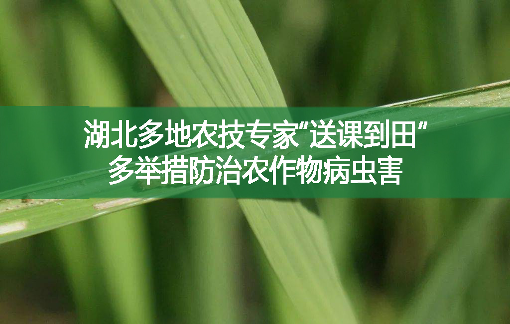湖北多地農(nóng)技專家“送課到田”，多舉措防治農(nóng)作物病蟲害