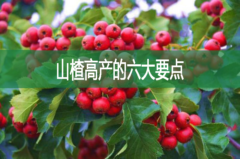山楂高產的六大要點