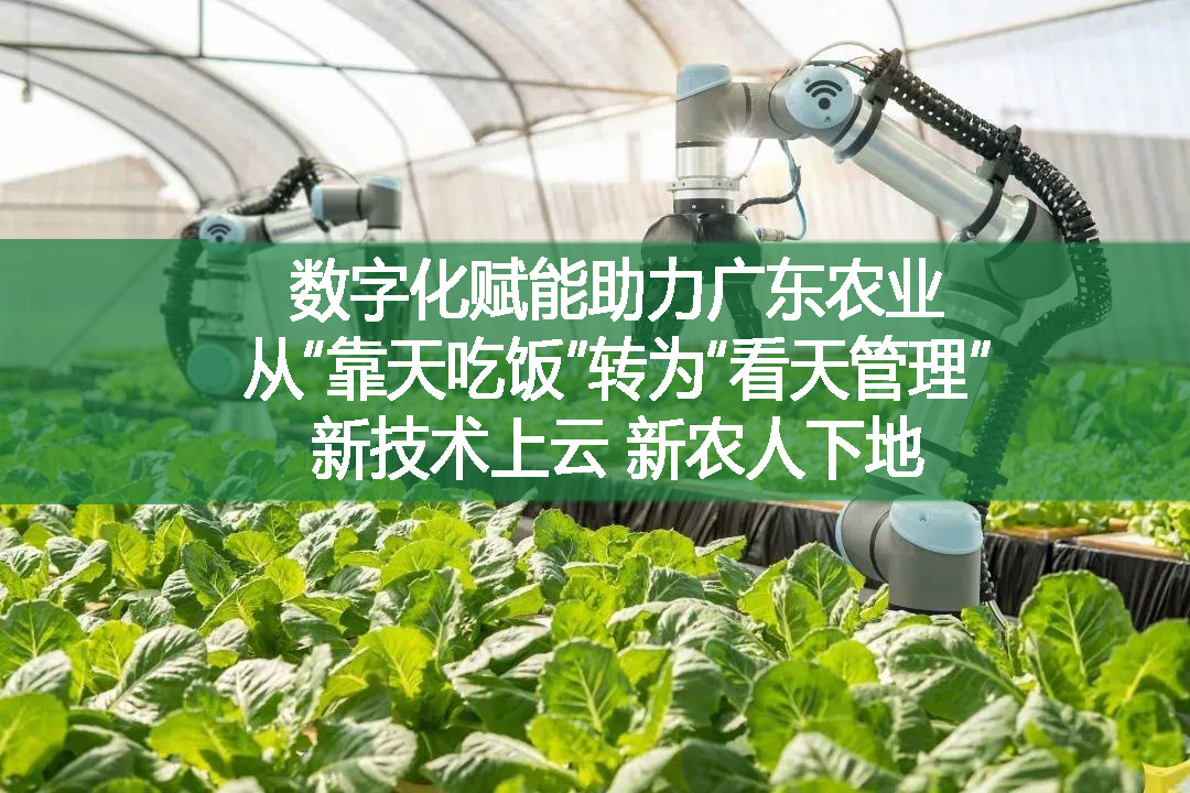 數(shù)字化賦能助力廣東農(nóng)業(yè)，從“靠天吃飯”轉(zhuǎn)為“看天管理”新技術(shù)上云，新農(nóng)人下地