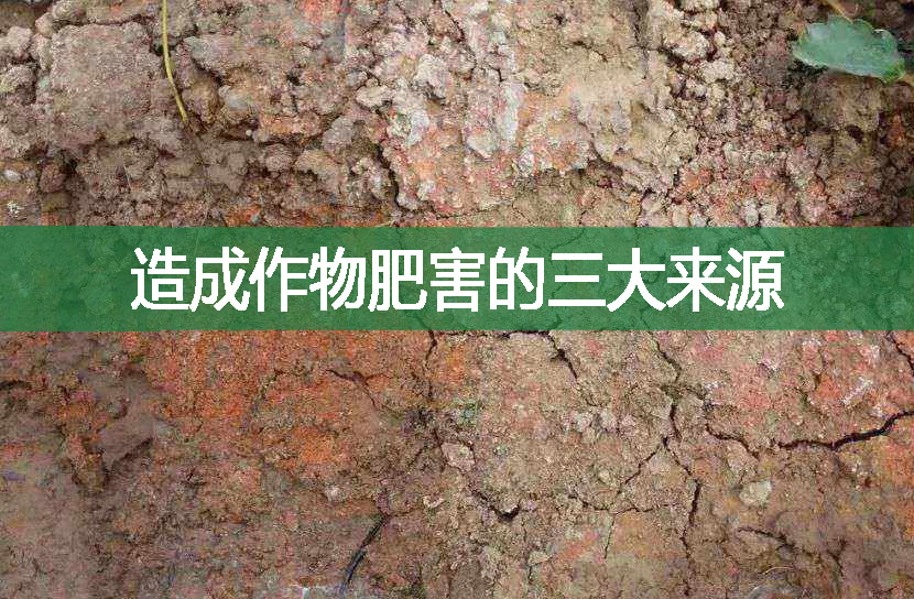 造成作物肥害的三大來(lái)源