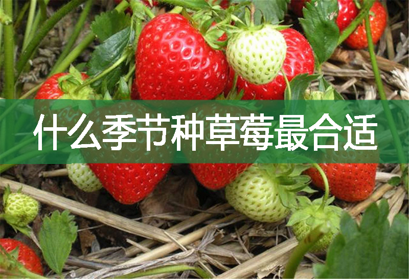 什么季節種草莓最合適