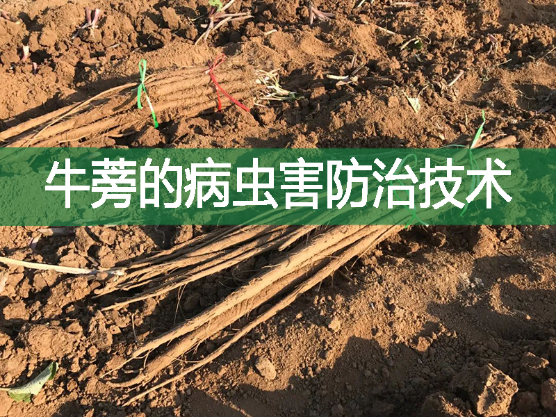 牛蒡的病蟲害防治技術(shù)