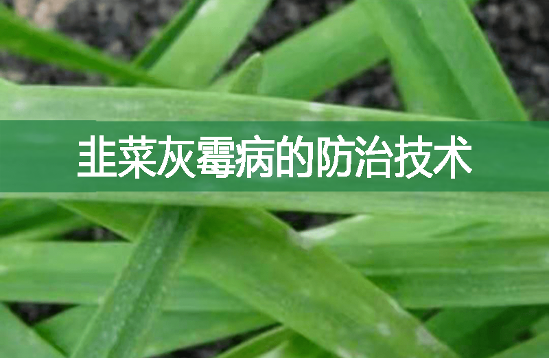 韭菜灰霉病的防治技術
