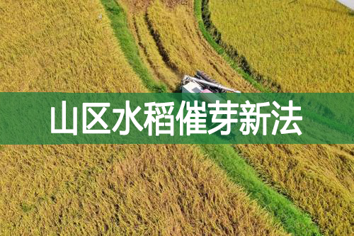 山區(qū)水稻催芽新法