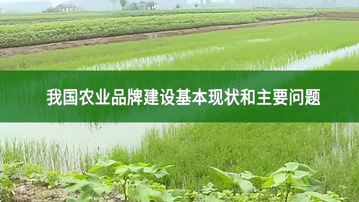 我國農業品牌建設基本現狀和主要問題