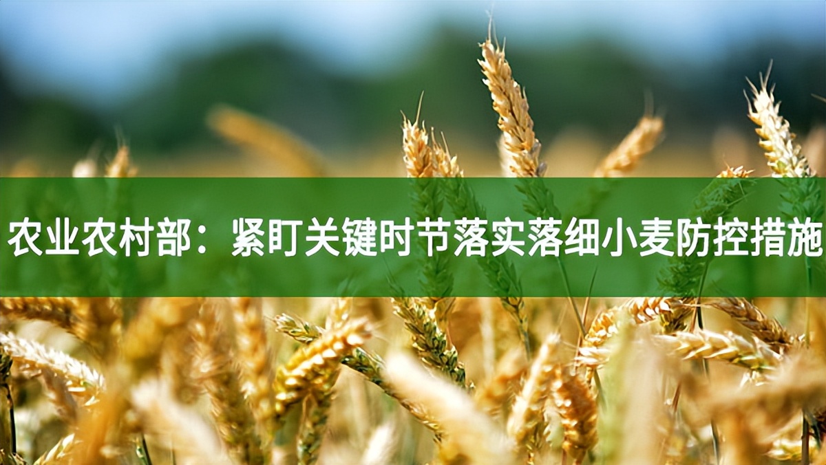 農(nóng)業(yè)農(nóng)村部：緊盯關鍵時節(jié)落實落細小麥防控措施