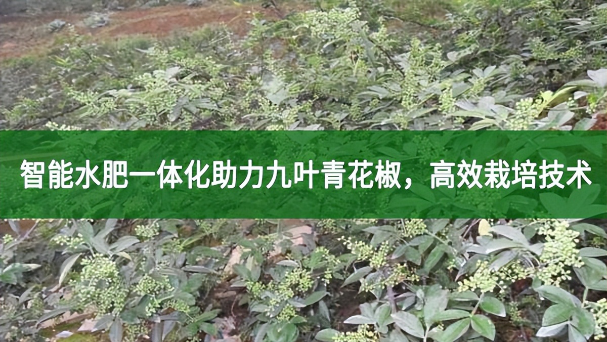 智能水肥一體化助力九葉青花椒，高效栽培技術(shù)