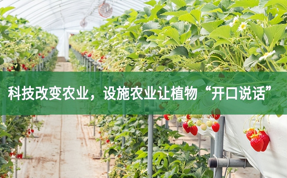 科技改變農(nóng)業(yè)，設(shè)施農(nóng)業(yè)讓植物“開口說話”