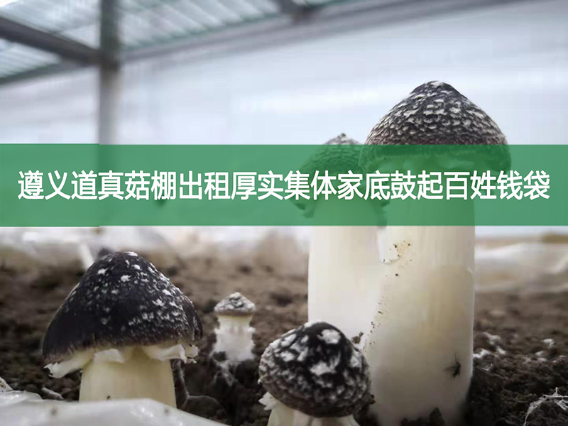 遵義道真菇棚出租厚實(shí)集體家底鼓起百姓錢袋