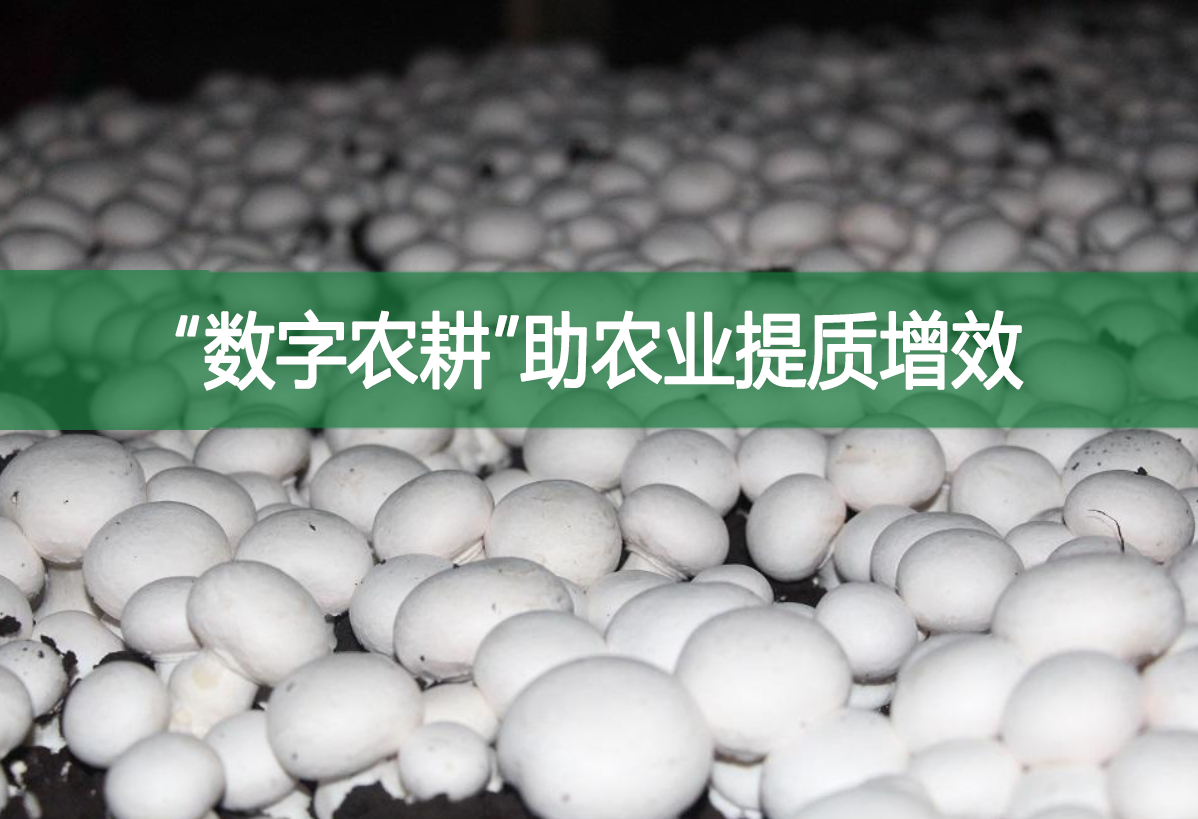“數(shù)字農(nóng)耕”助農(nóng)業(yè)提質(zhì)增效