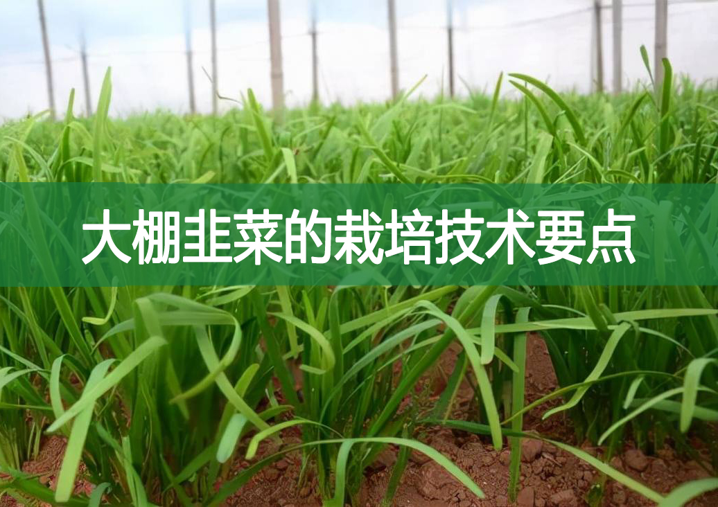 大棚韭菜的栽培技術要點