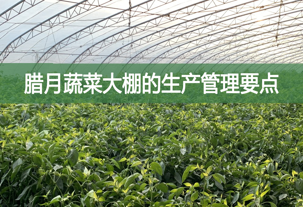 臘月蔬菜大棚的生產管理要點