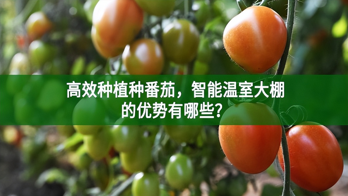 高效種植種番茄，智能溫室大棚的優勢有哪些?